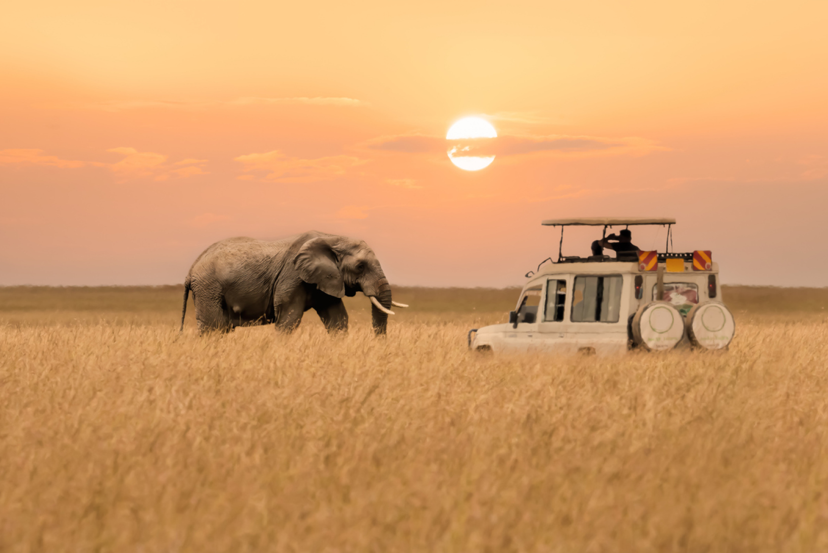 Kenia Ferien Foto mit einsamem afrikanischer Elefant, der mit verschwommenem Vordergrund von Savannengrasland und verschwommenem Touristenauto spazieren geht, hält während des Sonnenuntergangs im Masai Mara National Reserve Kenia an.