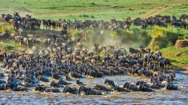 Das Blaue Gnus, auch Gnus (Connochaetes taurinus) oder Weissbärtigengnus genannt, ist eine große Antilope. Überquerung des Mara-Flusses im Masai Mara National Reserve, Kenia.