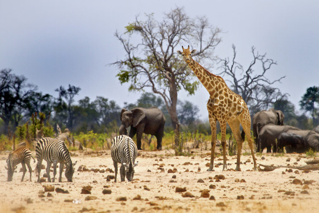 Hwange Nationalpark Foto beim Wasserloch mit Giraffen, Zebra und Jungtieren.