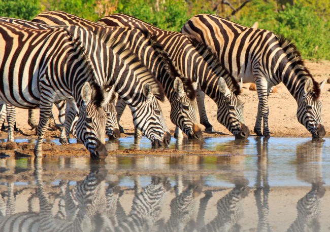 Hwange Nationalpark auf Simbabwe Ferien Zebras am Trinken bei einem Wasserloch in der Trockenzeit beste Reisezeit