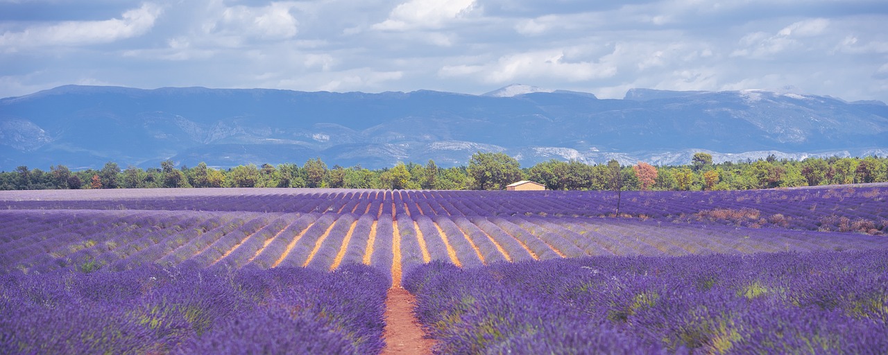 Südfrankreich - Lavendel, Wein & mediterrane Lebensfreude