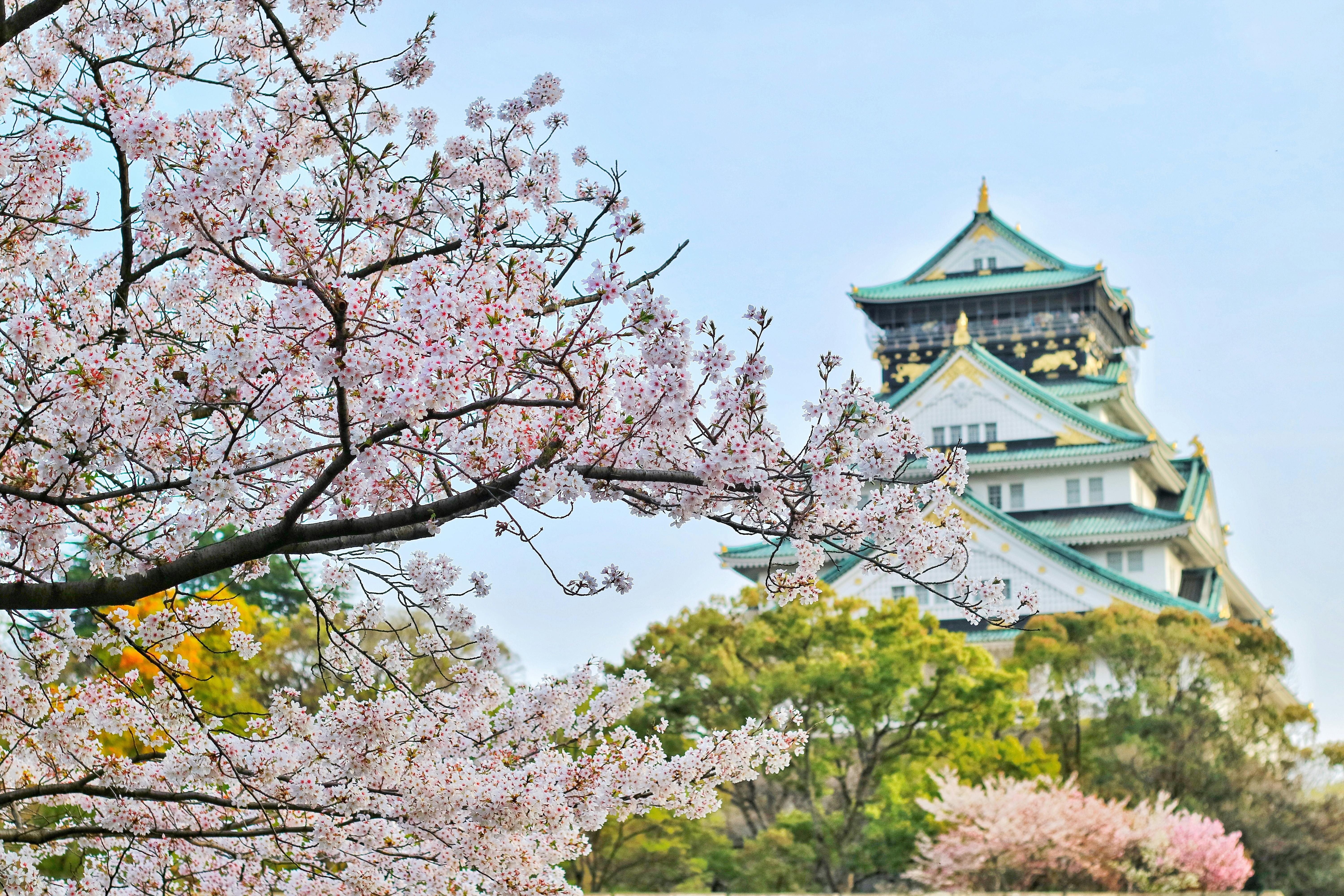 Japan - Kirschblütenzauber erleben