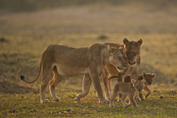 Sambia beste Reisezeit Jungiere zwei Löwinnen mit zwei Jungtieren laufend