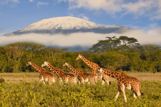 Giraffen und der Kilimandscharo im Amboseli Nationalpark bei blauem Himmel auf Tansania Reise