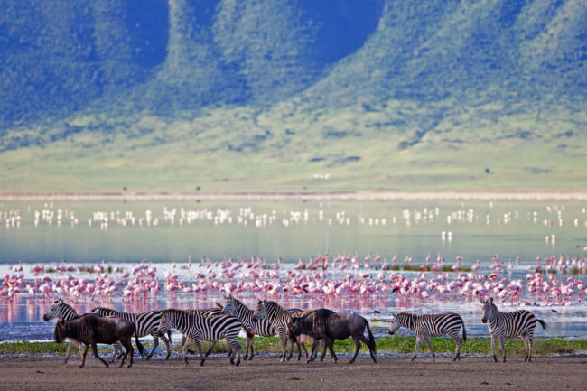 Zebras und Gnus im Ngorongoro-Krater auf Tansania Feiren Safari-Tour Fotografie aus der Ferne