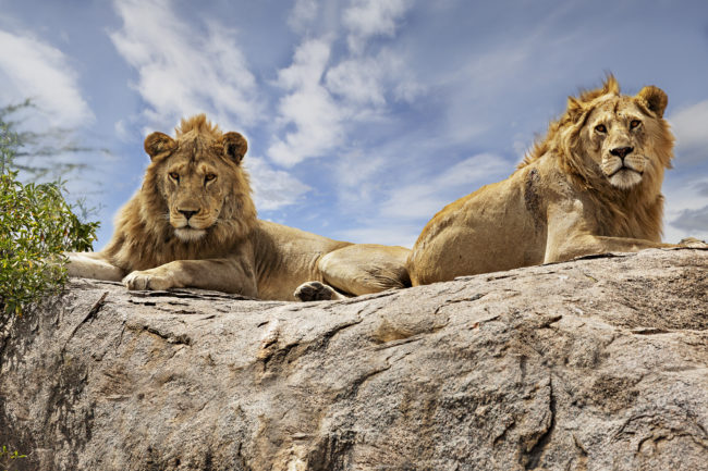 Bild von zwei Löwen auf dem Felsen in Serengeti auf Tansania-Safari beste Reisezeit im Juni-Oktober