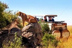 Tansania beste Reisezeit Tierbeobachtungen im Serengeti Nationalpark ein Jeep mit zwei Touristen fotografieren zwei stolz sitzend und liegende Löwen auf einem Fels-Vorsprung bei sonnigem Wetter aus kurzer Distanz